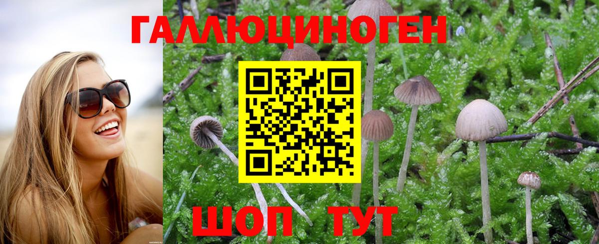 Псилоцибиновые грибы Psilocybe Борисоглебск