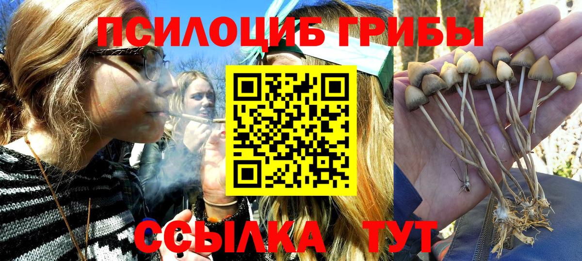 Галлюциногенные грибы Psilocybe Борисоглебск
